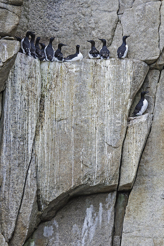 厚嘴Murre或Brünnich的Guillemot (Uria lomvia)是海雀科的一种鸟，筑巢在俄罗斯楚科奇自治区的阿奇钦悬崖上。